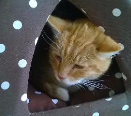 Strage di gatti,  morti 11 mici: forse avvelenati