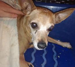 Cucciolo investito a Orzi, i padroni: 'Il &lsquo;pirata&rsquo; della strada si penta, ma si faccia qualcosa per questa strada infernale'