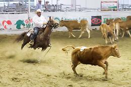 FOTO Salone del Cavallo Americano a Cremona (25 maggio 2018)