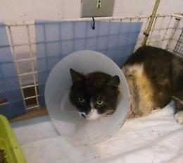 Paese mobilitato per sostenere le cure veterinarie del micio &lsquo;Mario&rsquo;