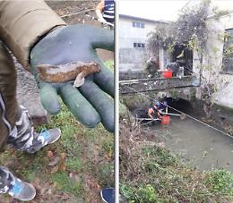 Lavori alla fognatura, pesci recuperati nel naviglio: trovata una rara ‘Cagnetta’
