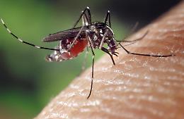 Arriva l'estate, allerta West Nile: consigli utili da Ats Val Padana