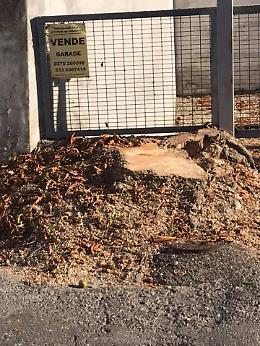 Abbattuto l'ippocastano dei Ferroni: 'Una vergogna'