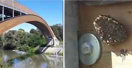 Invasione di vespe, nidi alla passerella sull'Oglio