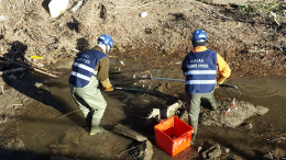 Quintali di pesci salvati dalle guardie ittiche Fipsas