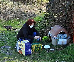 Coronavirus, Crema: la sfida quotidiana delle gattare con 300 mici da sfamare