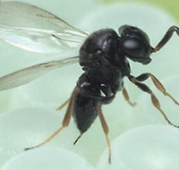 Cimice asiatica, a Pegognaga il primo lancio di vespe samurai