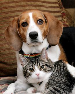 Aiuti alimentari per i cani e i gatti delle famiglie bisognose