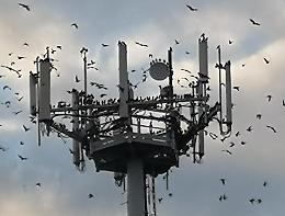 "Invasi dagli storni, guano fuori controllo"