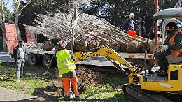 Viale Santa Maria diventa più verde