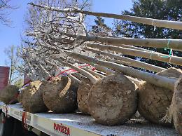 Via alla piantumazione in viale Santa Maria