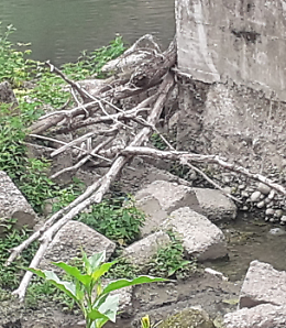 Allarme tronchi sulle sponde del Serio