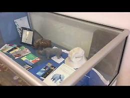 VIDEO Il 'Darwin Day' al Museo paleoantropologico