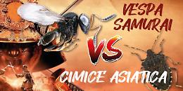 Un samurai contro la cimice asiatica: ecco la vespa che salva i raccolti