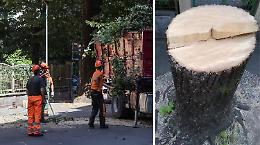 Alberi tagliati, Legambiente: "E' mancata una comunicazione trasparente e capillare"