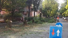 Motoseghe in azione in via Serio: 46 piante da abbattere