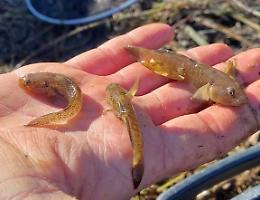 Fauna ittica, i pescatori spinesi portano in salvo preziose specie autoctone