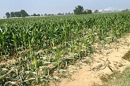 Nutrie, un flagello: «Campi devastati, intervenire subito»