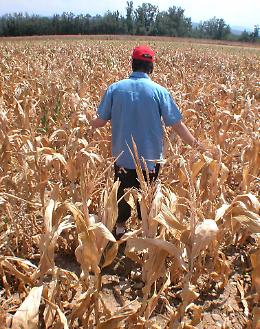 Siccit&agrave;: confronto in Regione Piemonte su problemi pesca