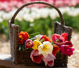 Tulipani al castello di Malpaga