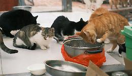 Oasi felina di via Brescia, decisa la modalità di gestione