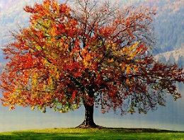 Evento "Per fare un albero"