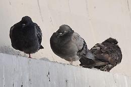 Caso piccioni: guano e parassiti infestano il Comune