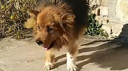 Investito da un'auto, Bombo ritorna a camminare