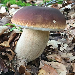 Funghi in tavola, quali scegliere. Attenzione ai funghi tossici
