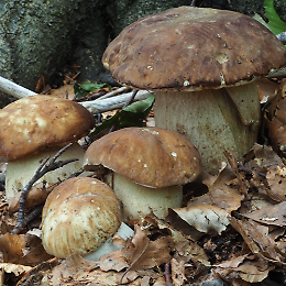 Conoscere i funghi: come determinarli