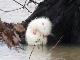 Nel Casalasco spunta una rarissima nutria bianca
