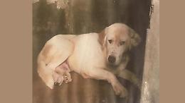 Corsa contro il tempo per ritrovare Oliver, il labrador fuggito appena arrivato dal Sud