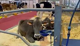 Fiere Zootecniche di Cremona 2025: tre giorni tra innovazione, formazione e leadership