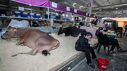 Fiere Zootecniche Internazionali, la seconda giornata