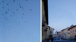 Enorme gruppo di storni nel cielo del Borgo, lo spettacolo della 'murmuration'