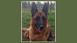 &laquo;Mi ha avvelenato il cane&raquo;