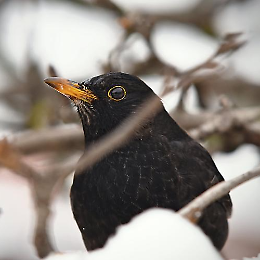 I canti della Merla con la Corale Sestese