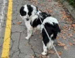 Ritrovata Bella: lieto fine dopo giorni di ricerche