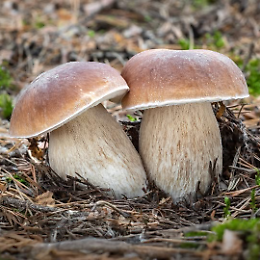 Incontro: La logica segreta dei funghi