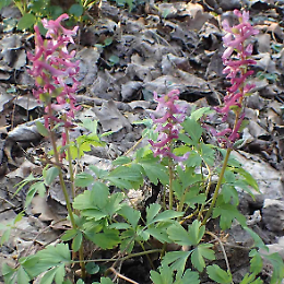 Bosco Didattico: la prima apertura domenicale 