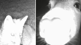 Misteriose presenze al parco del Revellino: sono splendidi animali selvatici