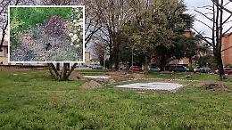 Raid notturni nel verde pubblico: spariscono le siepi