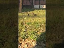 VIDEO A Ombriano nutrie intorno alla scuola