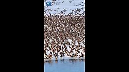 Cina, lo spettacolo degli uccelli migratori che tornano con la primavera