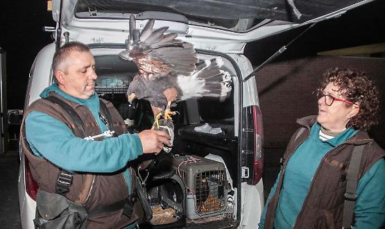 Per scacciare i piccioni tornano a volare i falchi