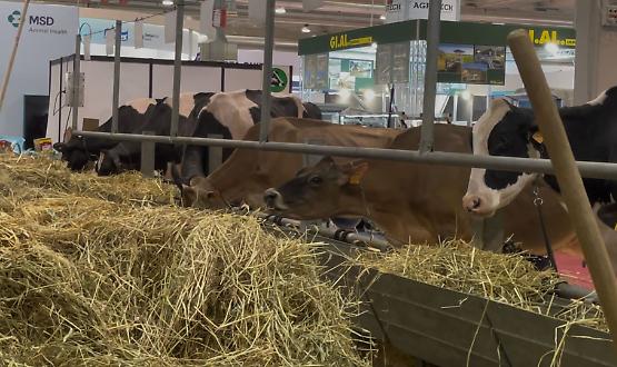 Nella stalla di CremonaFiere