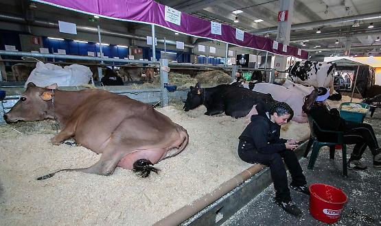 Fiere Zootecniche Internazionali, la seconda giornata