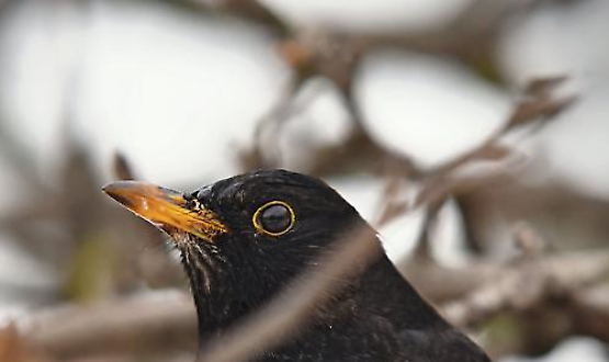 I canti della Merla con la Corale Sestese