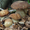 Conoscere i funghi: come determinarli