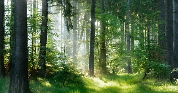 70mila Ettari Di Foreste Certificate Quasi Raddoppiate In Un Anno La Provincia